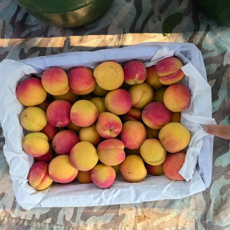 太平红杏