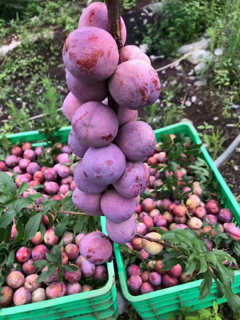 广西三华李，商品果，电商果，盐池果，果泥