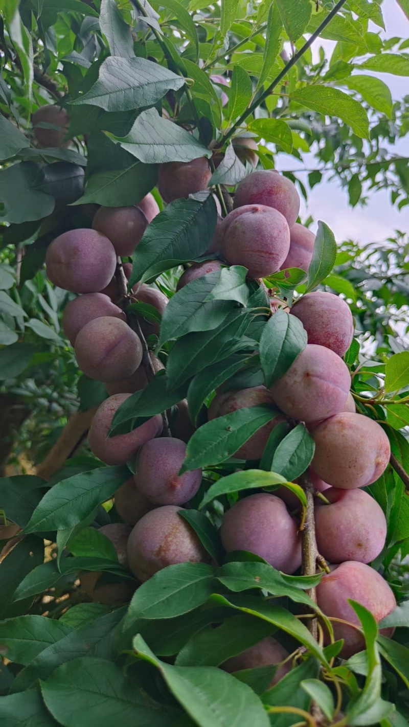 广西三华李，商品果，电商果，盐池果，果泥