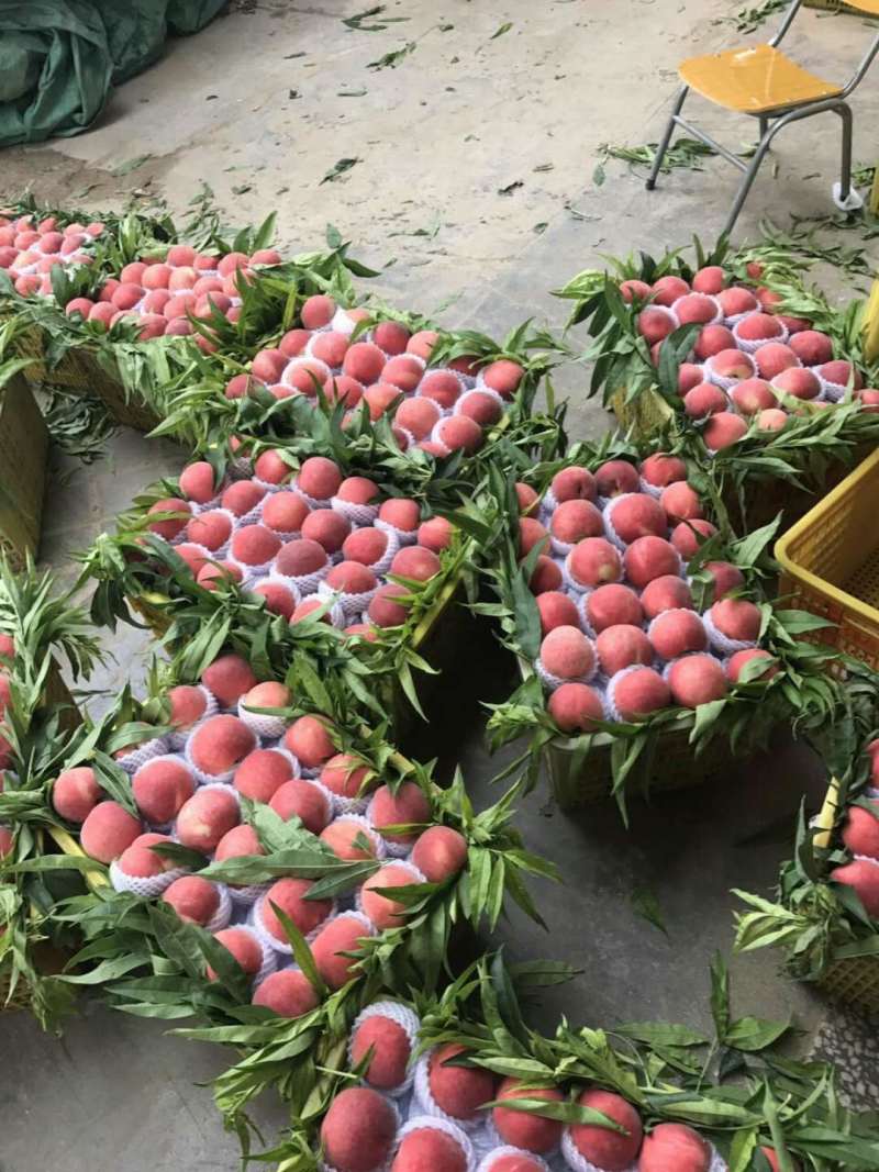 春雪，毛桃，大量有货，三两半以上，四两以上，大有需要咨询