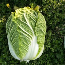 精品白菜竹筒大白菜保质保量支持发货欢迎订购