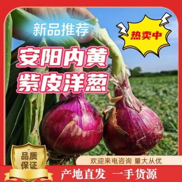 紫皮洋葱大量供应中对接市场商超档口量大从优欢迎来电咨询！