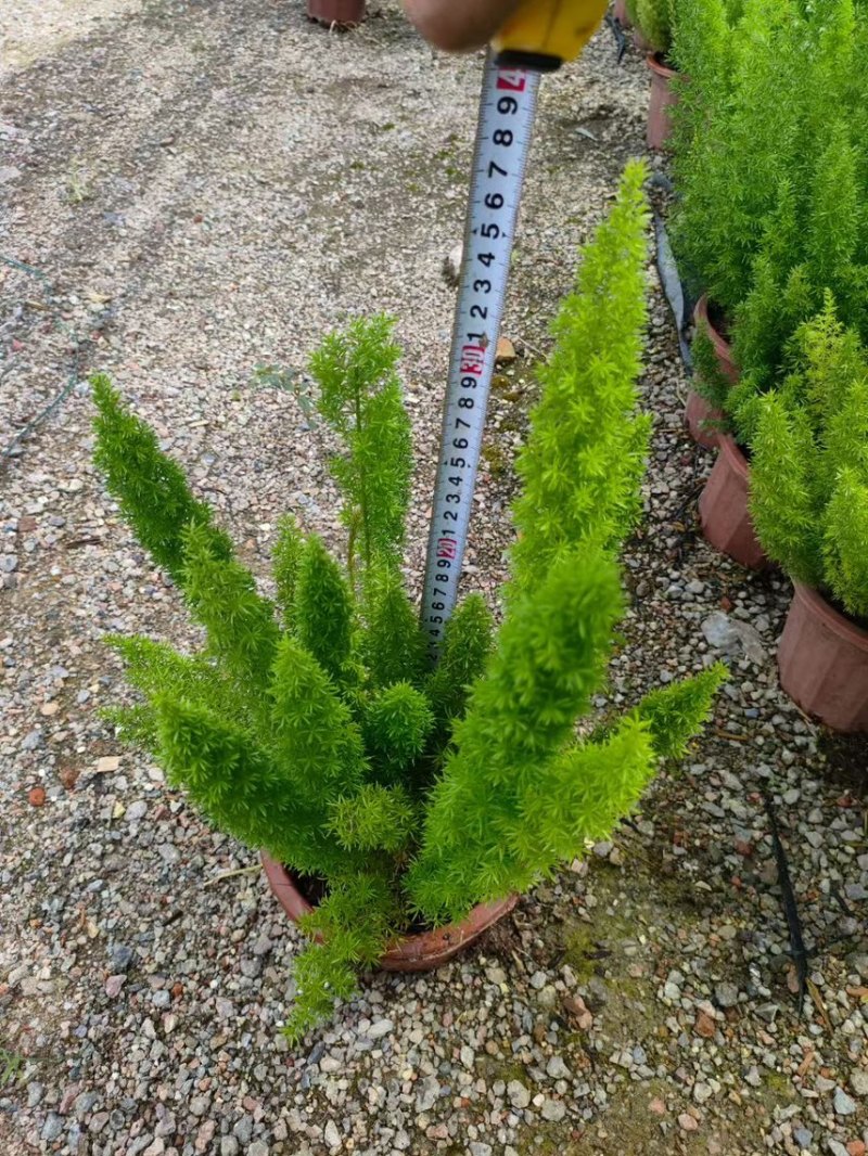 盆苗狐尾天门冬