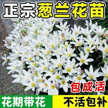 开花葱兰花苗室外小盆栽四季种植庭院矮生植物风雨兰耐寒绿化