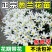 开花葱兰花苗室外小盆栽四季种植庭院矮生植物风雨兰耐寒绿化