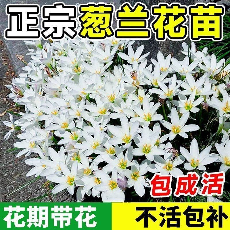 开花葱兰花苗室外小盆栽四季种植庭院矮生植物风雨兰耐寒绿化