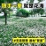 开花葱兰花苗室外小盆栽四季种植庭院矮生植物风雨兰耐寒绿化