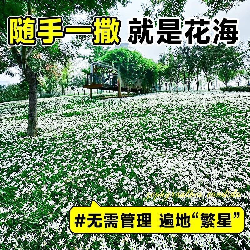 开花葱兰花苗室外小盆栽四季种植庭院矮生植物风雨兰耐寒绿化