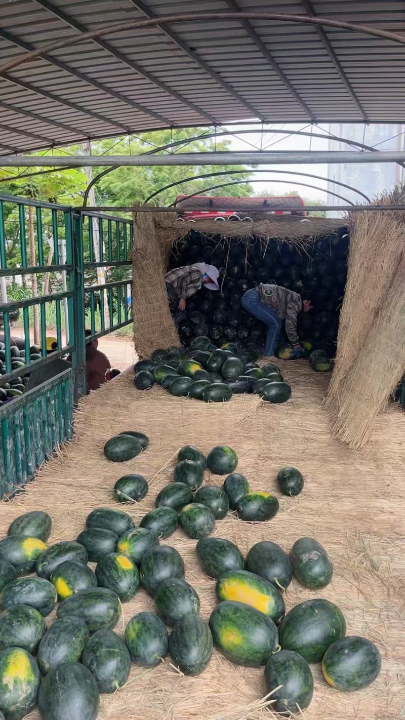 黑美人西瓜头茬整车发货