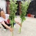 端午艾草花束