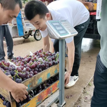 葡萄产地直销，代办费微乎其微，