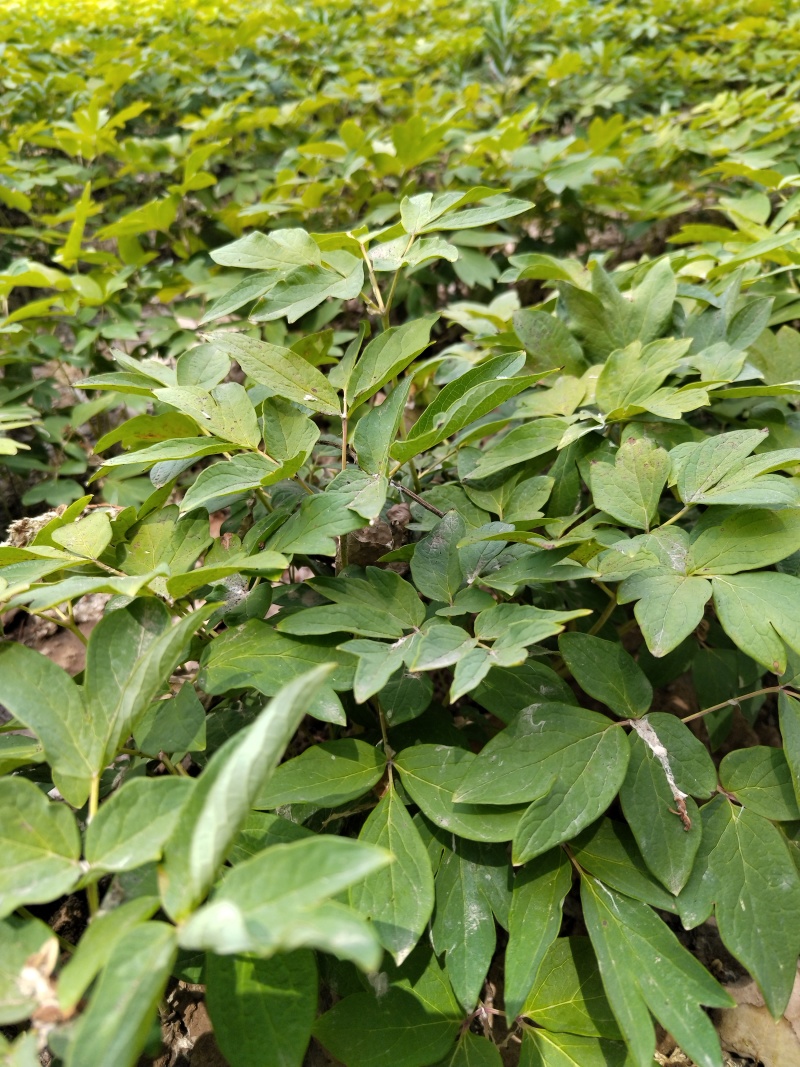 纯正品种牡丹苗量大从优现挖现发