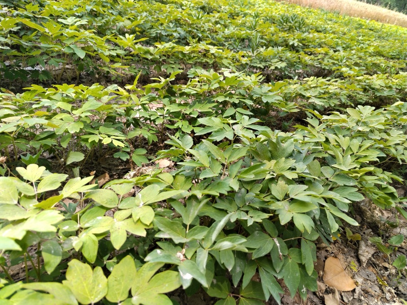 纯正品种牡丹苗量大从优现挖现发