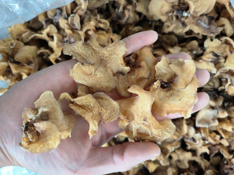 食用菌干货