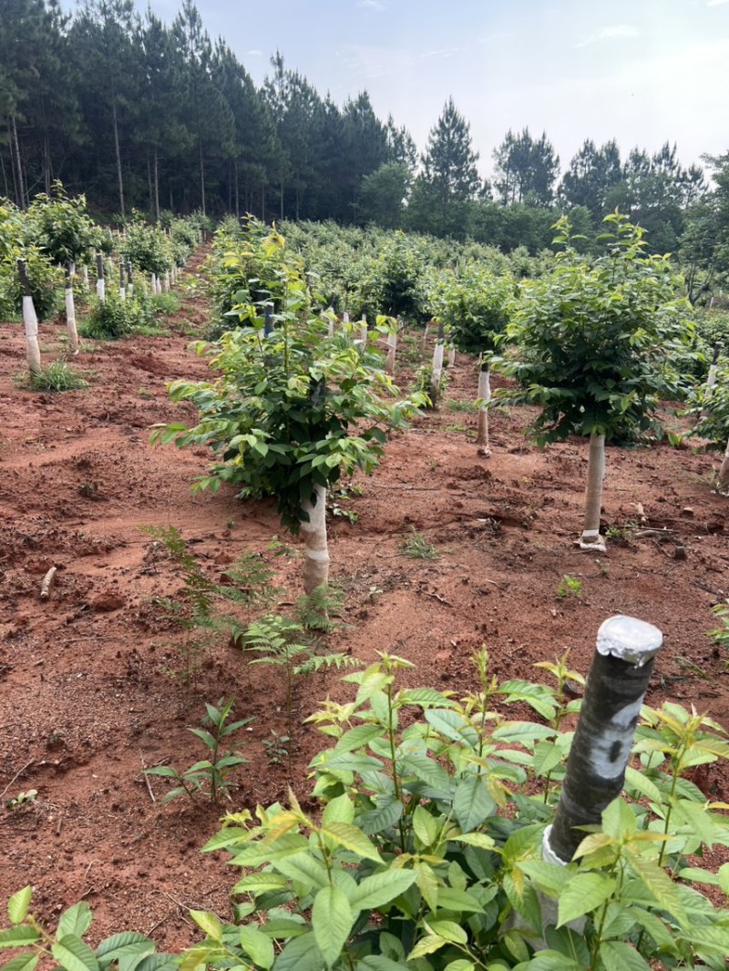 樱花邹家苗圃基地大的量供应欢迎老板来电洽谈