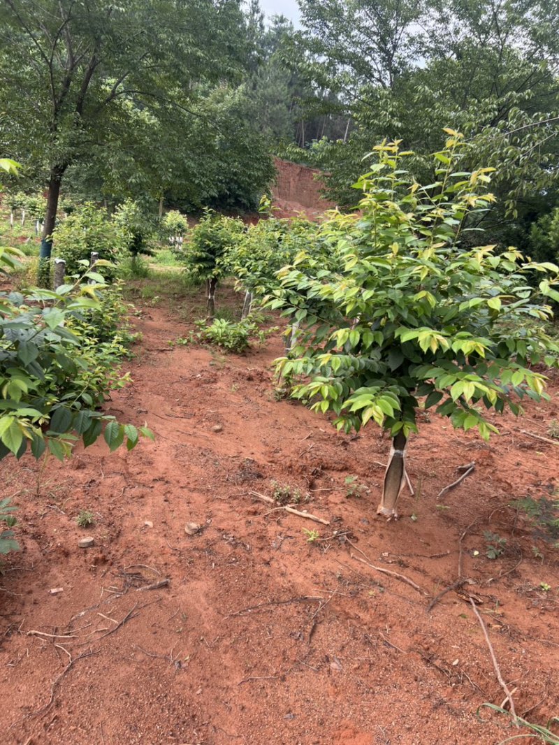 樱花邹家苗圃基地大的量供应欢迎老板来电洽谈