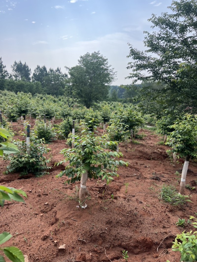 樱花邹家苗圃基地大的量供应欢迎老板来电洽谈
