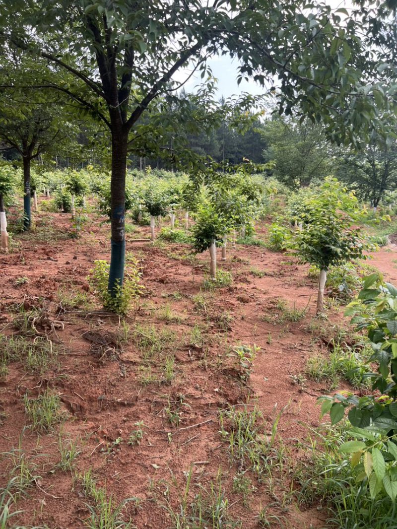 樱花邹家苗圃基地大的量供应欢迎老板来电洽谈
