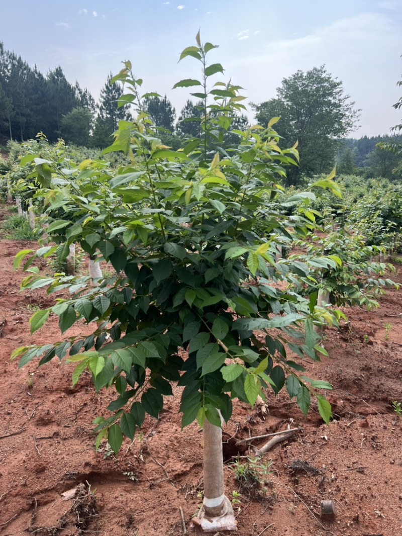 樱花邹家苗圃基地大的量供应欢迎老板来电洽谈