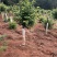 樱花邹家苗圃基地大的量供应欢迎老板来电洽谈