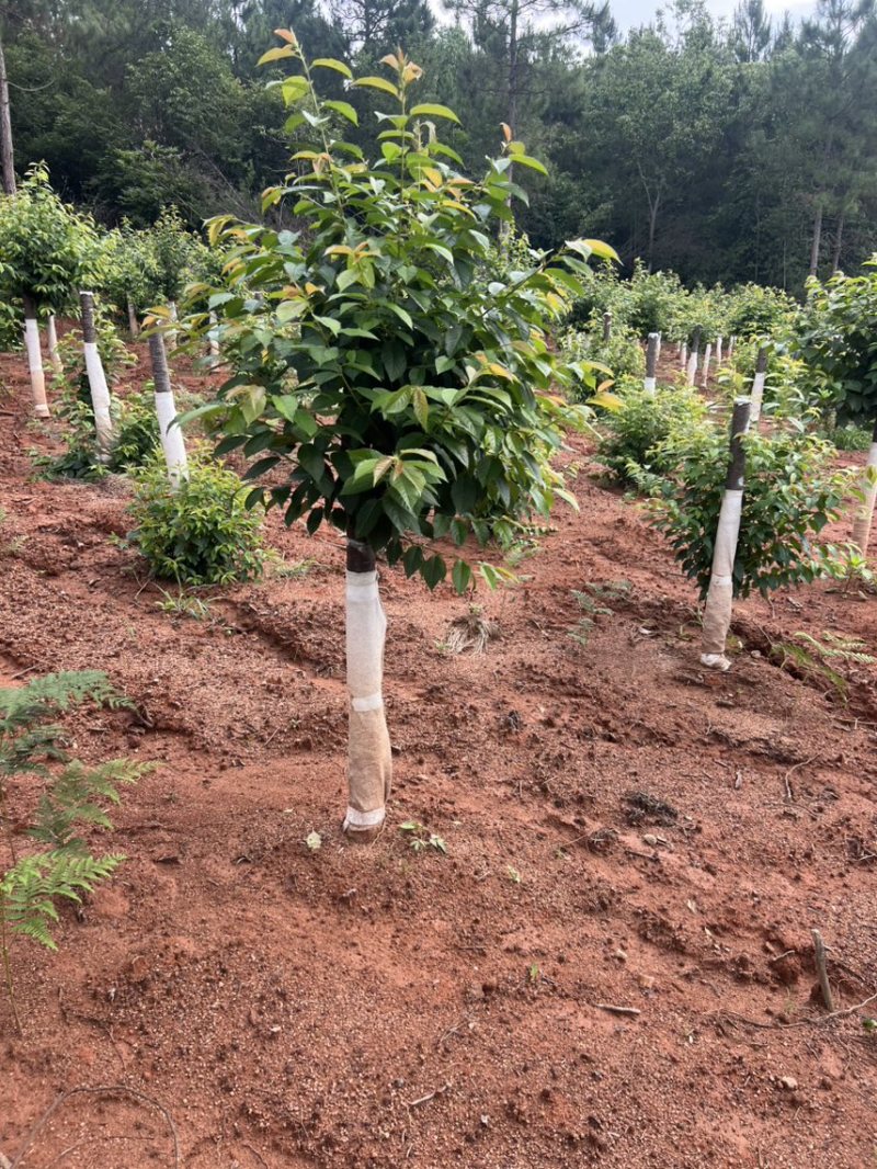 樱花邹家苗圃基地大的量供应欢迎老板来电洽谈