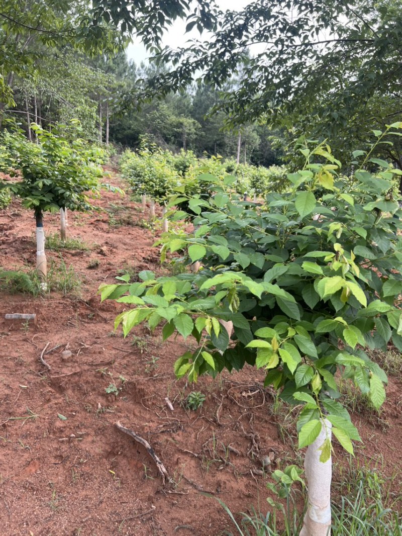樱花邹家苗圃基地大的量供应欢迎老板来电洽谈