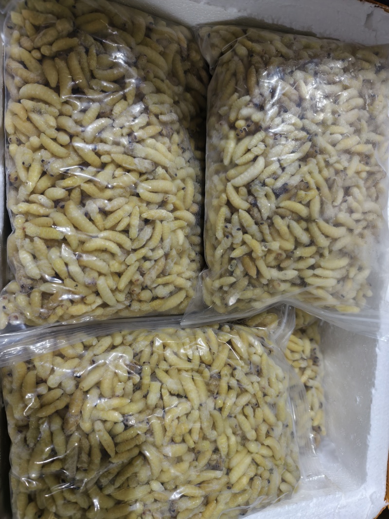蜂蛹精品一二级蜂蛹厂家直销一手货源规格齐全批发零售都可