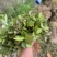 木荷芽苗奉新县邹家苗圃基地大量供应300万以上芽苗