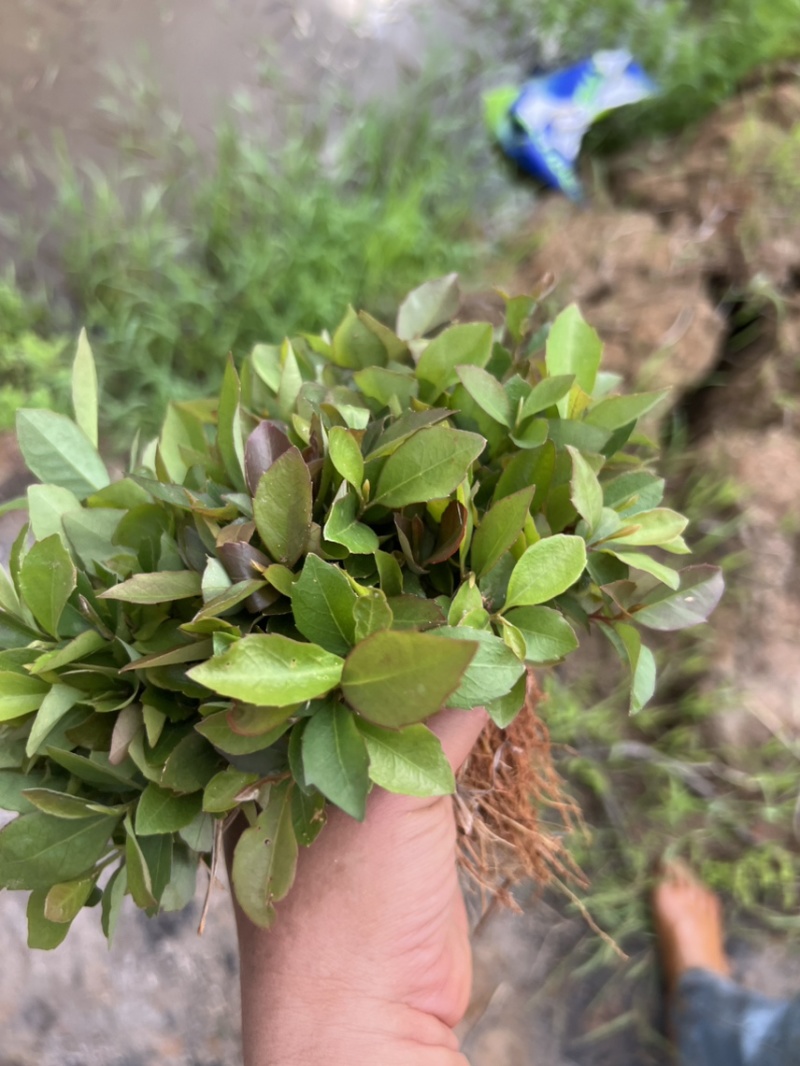 木荷芽苗奉新县邹家苗圃基地大量供应300万以上芽苗