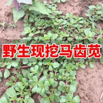 山东新鲜野生马齿苋马蜂菜长寿菜长命五行草蚂蚱菜一手货源