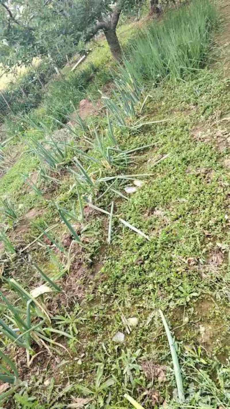 山东新鲜野生马齿苋马蜂菜长寿菜长命五行草蚂蚱菜一手货源