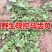 山东新鲜野生马齿苋马蜂菜长寿菜长命五行草蚂蚱菜一手货源