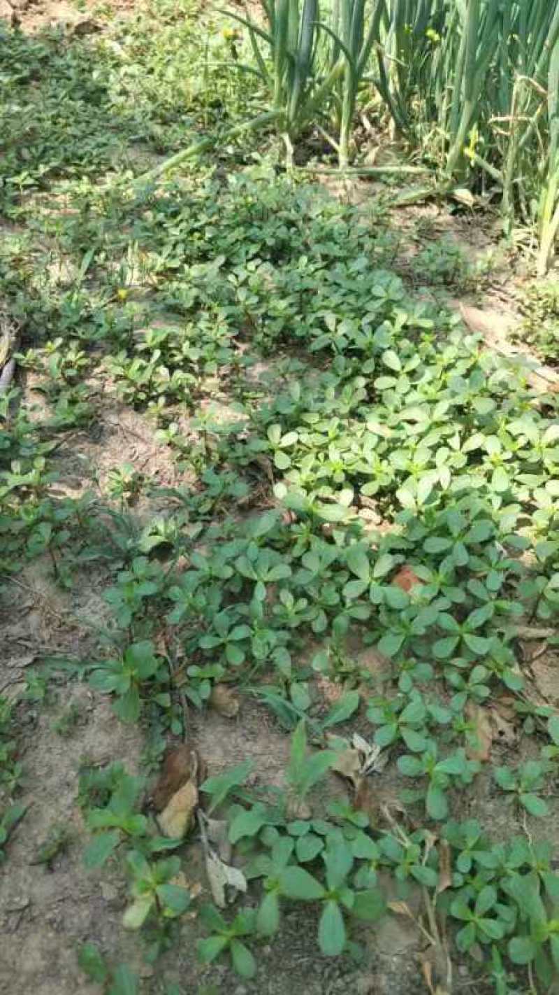 山东新鲜野生马齿苋马蜂菜长寿菜长命五行草蚂蚱菜一手货源