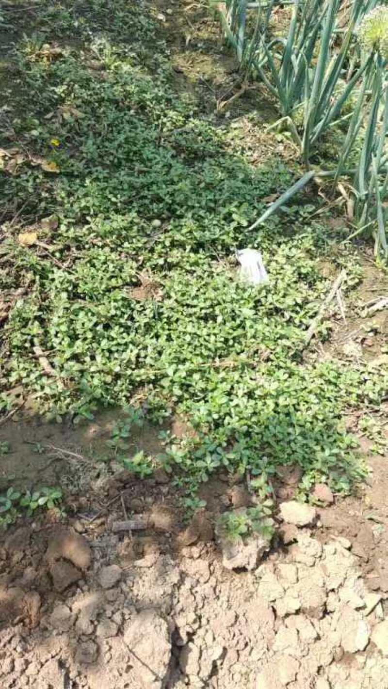山东新鲜野生马齿苋马蜂菜长寿菜长命五行草蚂蚱菜一手货源