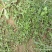 山东新鲜野生马齿苋马蜂菜长寿菜长命五行草蚂蚱菜一手货源