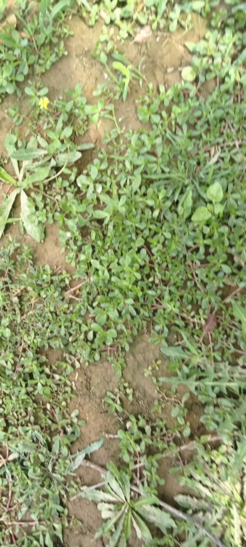 山东新鲜野生马齿苋马蜂菜长寿菜长命五行草蚂蚱菜一手货源