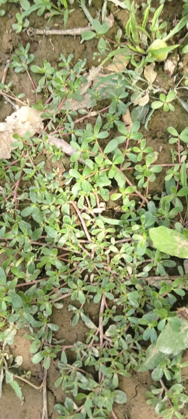 山东新鲜野生马齿苋马蜂菜长寿菜长命五行草蚂蚱菜一手货源