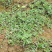 山东新鲜野生马齿苋马蜂菜长寿菜长命五行草蚂蚱菜一手货源