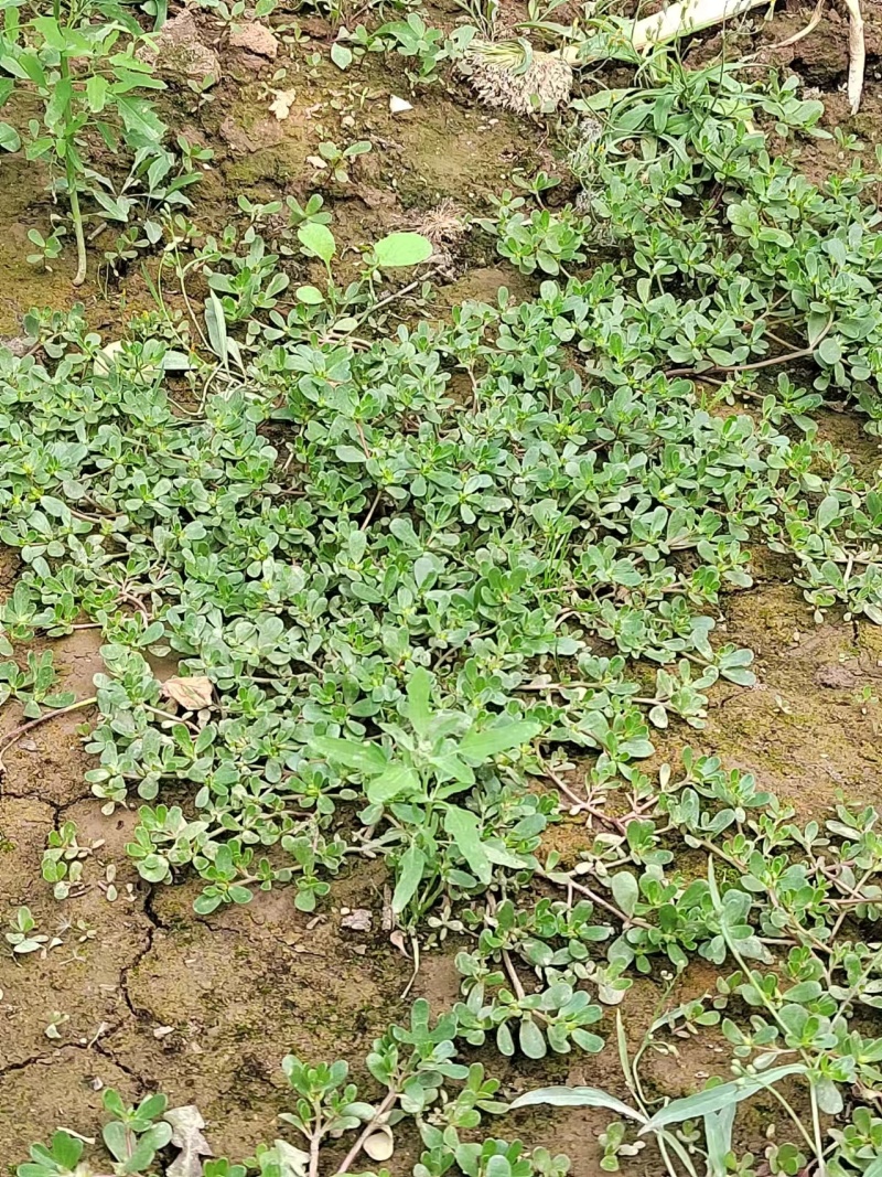山东新鲜野生马齿苋马蜂菜长寿菜长命五行草蚂蚱菜一手货源