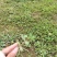 山东新鲜野生马齿苋马蜂菜长寿菜长命五行草蚂蚱菜一手货源