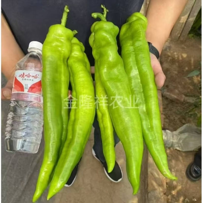 金隆祥辣掌门187辣椒品种，大果型品种种子