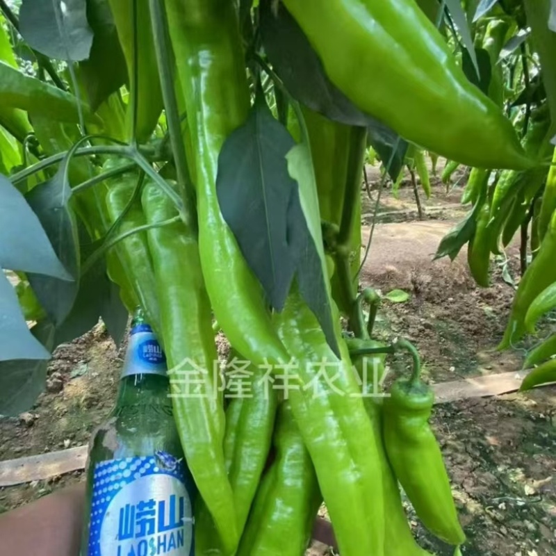 金隆祥辣掌门187辣椒品种，大果型品种种子