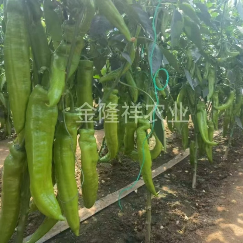 金隆祥辣掌门187辣椒品种，大果型品种种子
