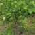 新鲜山楂叶非干
