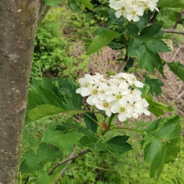 新鲜山楂叶非干