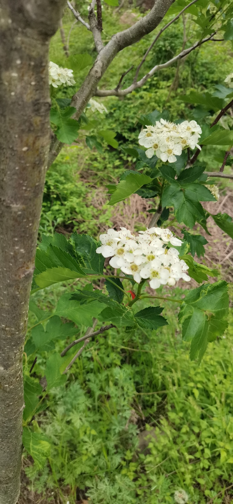 新鲜山楂叶非干