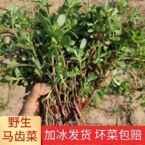 野生马齿笕马齿笕菜马蜂菜新鲜大量供应一手货源山东产地直销