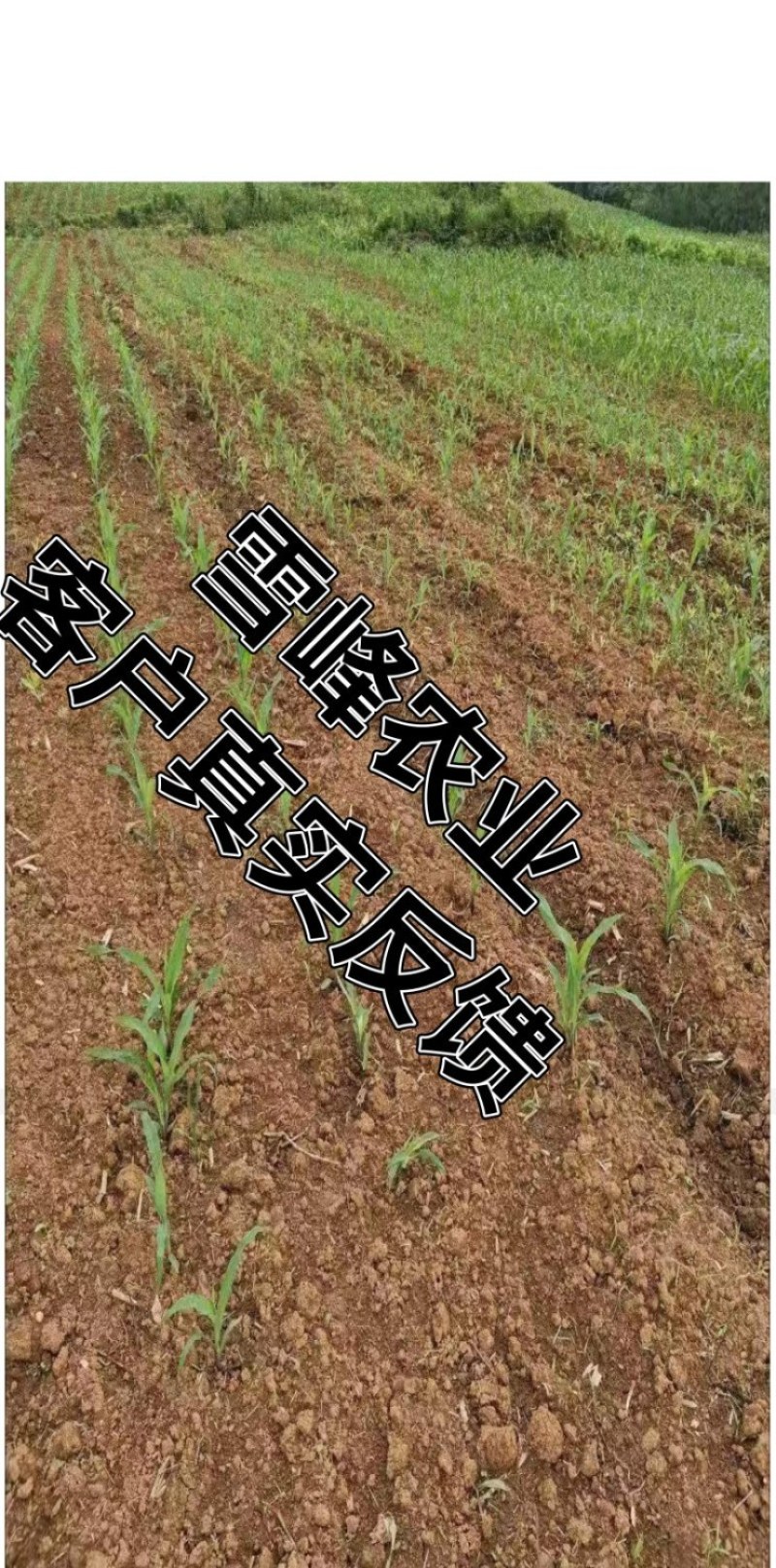 中化4%苯唑草酮玉米苗后除草剂甜玉米糯玉米杂交玉米通用