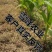 中化4%苯唑草酮玉米苗后除草剂甜玉米糯玉米杂交玉米通用