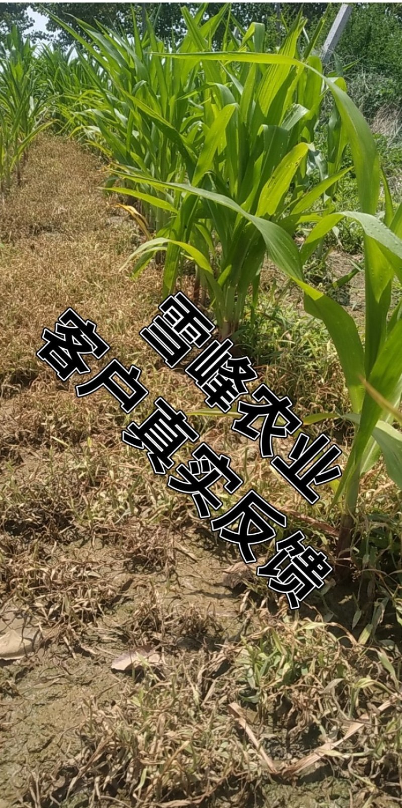 中化4%苯唑草酮玉米苗后除草剂甜玉米糯玉米杂交玉米通用